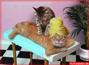 katzenmassage