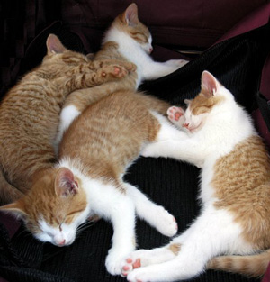 sleepingcats