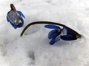 blumenschnee