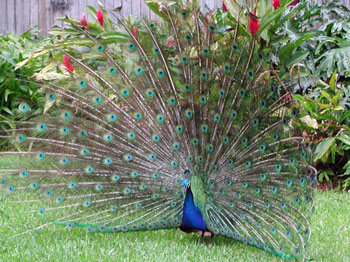 pfau
