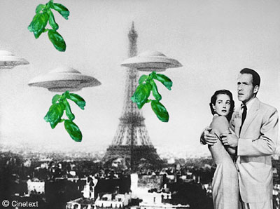 ufobasilikum