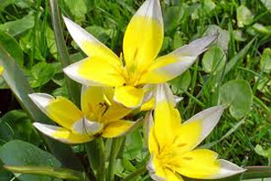 frühling