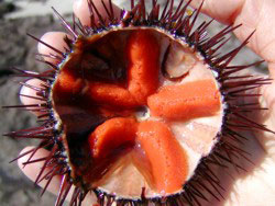 seeigel