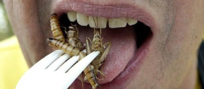 insektenessen